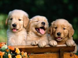 Cute Puppy Wallpapers HD capture d'écran 3