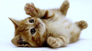 برنامه‌نما Cute Kitten Wallpapers HD عکس از صفحه