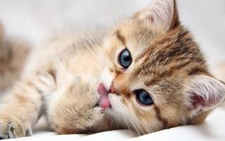 برنامه‌نما Cute Kitten Wallpapers HD عکس از صفحه