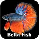 Papel de parede de peixe Betta APK