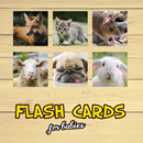 Flash Cards APK