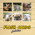 Flash Cards icône