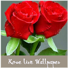 3D Rose live wallpaper icône