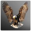 Eagle Wallpaper 2024 icon