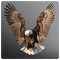 Eagle Wallpaper 2024