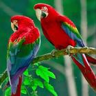 Parrot live wallpaper icono