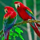 Parrot live wallpaper APK