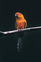 Parrot live wallpaper screenshot 2