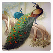 Peacock Wallpaper icon