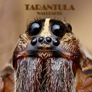 Tarantula Spider Animal Wallpaper APK