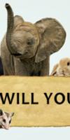 Voice For Animal imagem de tela 1