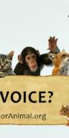 Voice For Animal imagem de tela 3