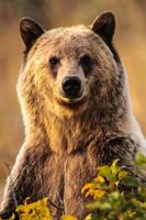 animal wallpaper 4k โปสเตอร์