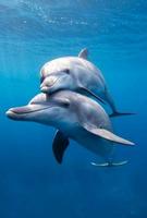 animal wallpaper 4k ภาพหน้าจอ 3