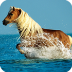 Animal HD Wallpaper آئیکن
