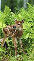 Animal HD Wallpaper پوسٹر