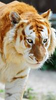 Animal HD Wallpaper اسکرین شاٹ 1