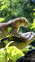 Animal HD Wallpaper اسکرین شاٹ 2