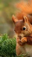 Animal HD Wallpaper اسکرین شاٹ 3