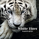White Bengal Tiger Wallpaper APK