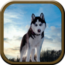 APK Wild Wolf Simulator