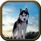 Wild Wolf Simulator иконка