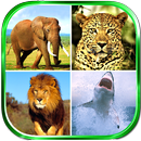 Animals Sounds APK