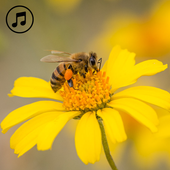 Bee Sounds Prank icon