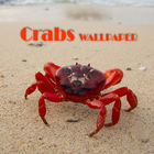 Crab Animal Wallpaper आइकन