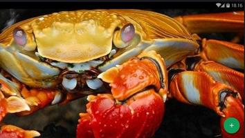 Crab Animal Wallpaper स्क्रीनशॉट 3