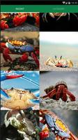 Crab Animal Wallpaper पोस्टर