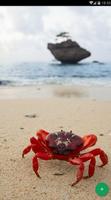 Crab Animal Wallpaper स्क्रीनशॉट 1