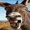 Happy donkey,  largest community of donkeys