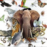 Animal Encyclopedia poster