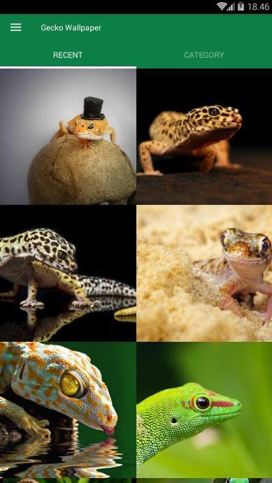 Wallpaper Hewan Gecko For Android Apk Download