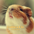Guinea Pig Animal Wallpaper icon