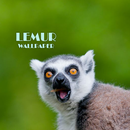 Lemur Animal Wallpaper APK