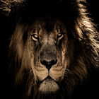 Animal 4k image 图标