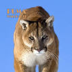 Puma Dieren Wallpaper