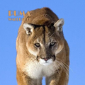 Puma Animal Wallpaper