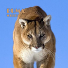 Papier peint animal Puma icône