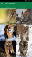 Puma Animal Wallpaper poster