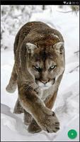 Papier peint animal Puma capture d'écran 1