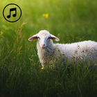 Sheep Sounds Ringtone icono