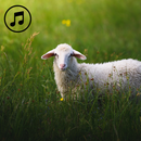 Sheep Sounds Ringtone APK