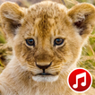 Animals & Birds Ringtones