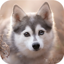 Akita Wallpaper APK