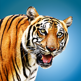ikon Wild Tiger Hunting Animal Life