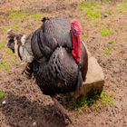 トルコサウンドと着メロ アイコン