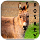 Donkey sounds simgesi
